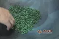 喝綠茶的功效及其主要作用