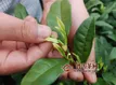 經(jīng)常喝綠茶的好處有那些