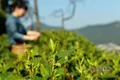 優(yōu)質(zhì)雨花茶好喝嗎