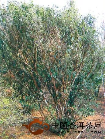 灌木型茶树 茶树