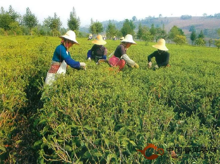 普洱茶树 栽培 采摘