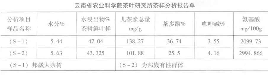 邦崴 千年古茶樹(shù) 發(fā)現(xiàn) 