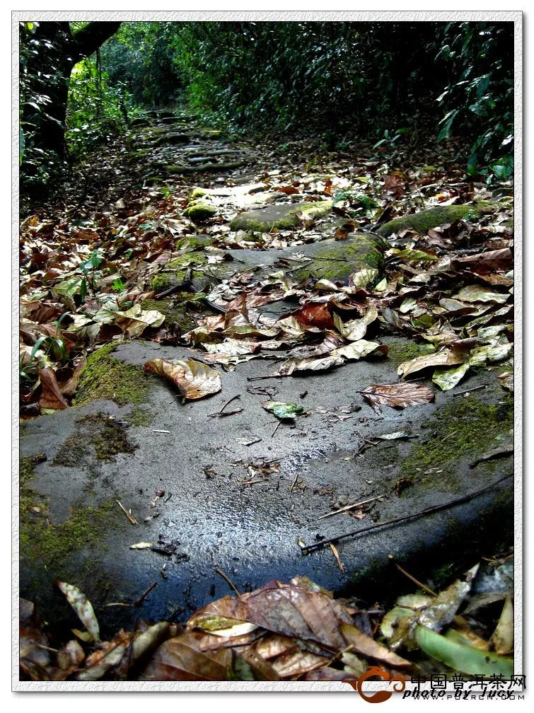 茶马古道茶庵鸟道