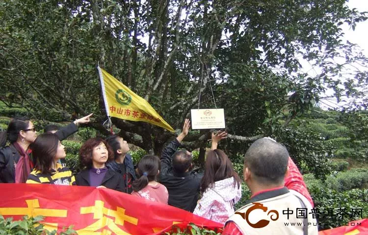 中山市茶业协会所认养古茶树挂牌仪式