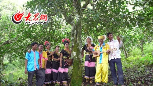 布朗族男女在一起唱情歌，中间是老曼峨村一千三百多年的老茶树