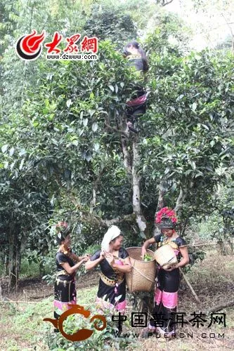 老曼峨最宝贝的财富就是山上这些千年老茶树，采茶都要爬到树上采。这就是茶界著名的老曼峨古树茶，市场售价相当高。.jpg