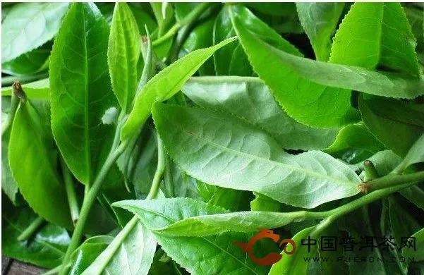 易武普洱茶鮮葉