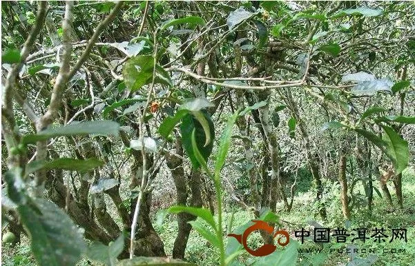 易武古樹(shù)茶