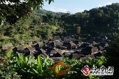 古茶林里的村落