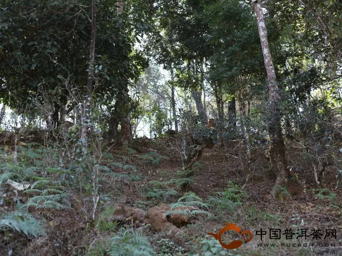 2012景邁古樹(shù)茶發(fā)芽圖