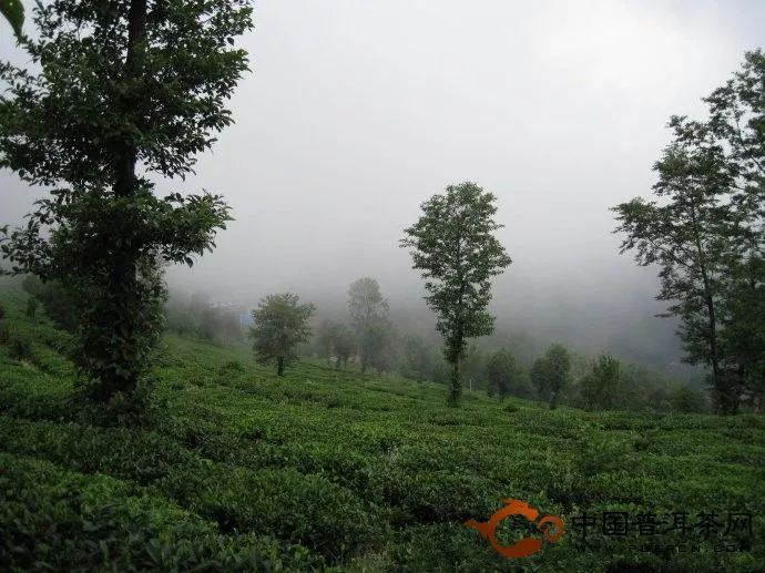 南澗生態(tài)茶園