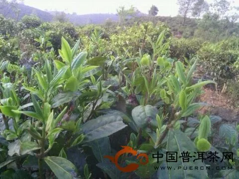 景邁生態(tài)茶