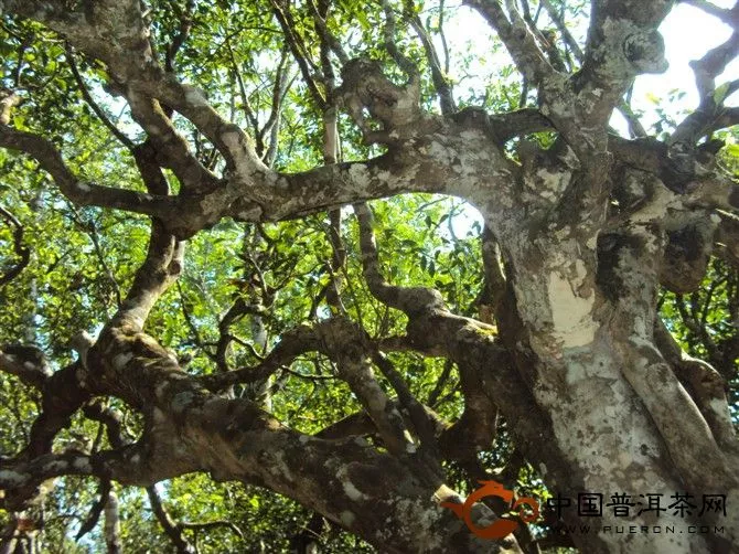 普洱古茶树