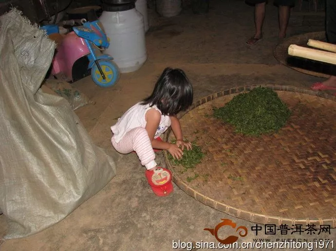 小女孩做普洱茶