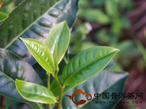 美丽的大叶种普洱茶