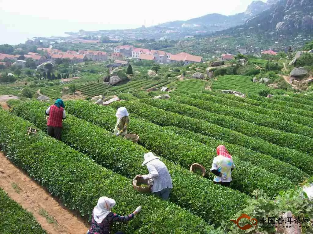 绿茶产地