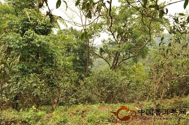 原生态的茶树