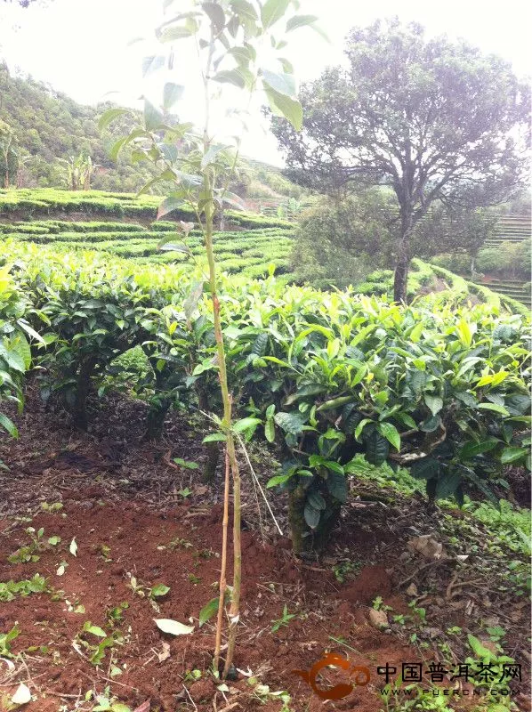 生態(tài)茶園