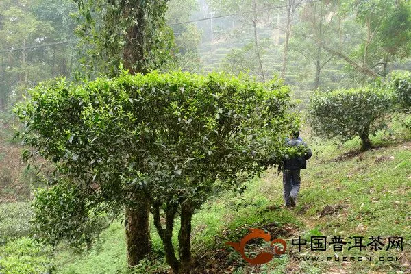 人树对比：茶树在2.5米左右