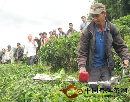 技术人员指导茶农进行机械修剪操作演练