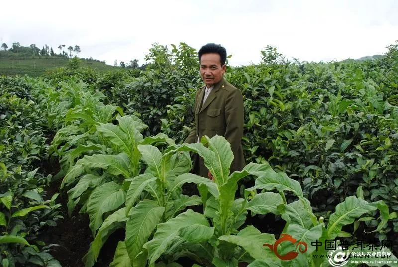 茶地種烤煙