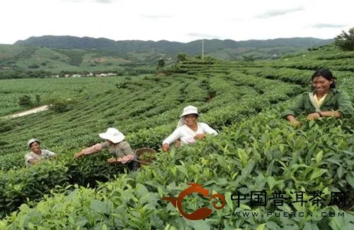 图为农场的茶农们在采摘夏茶
