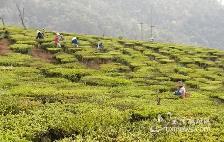 新平縣優(yōu)質(zhì)茶園