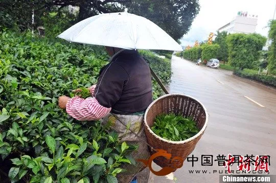 茶农在绿化带上采茶