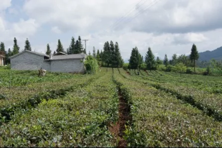 平山茶業(yè)