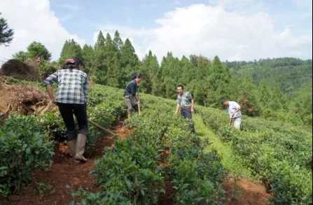 技術(shù)人員指導(dǎo)茶農(nóng)進(jìn)行低產(chǎn)茶園改造