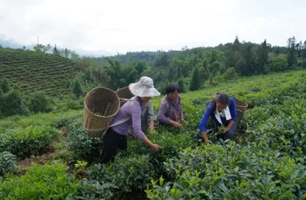 茶樹鮮葉