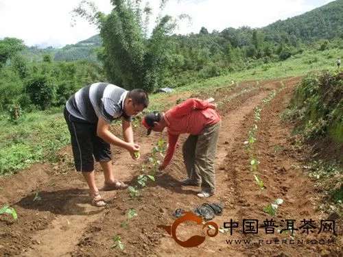 驗收茶苗成活率