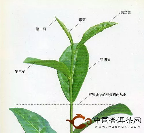 茶芽示意圖