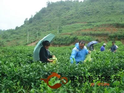 茶技站土肥站农技站技术人员正在采摘茶叶