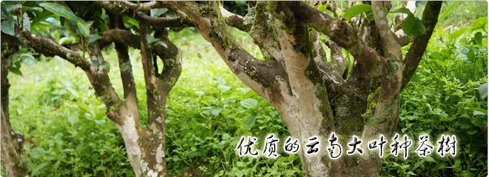 优质的云南大叶种茶树