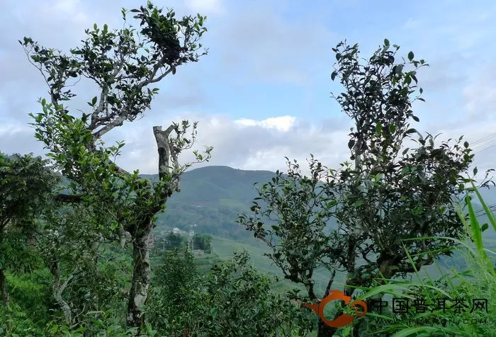 茶區(qū)古樹茶