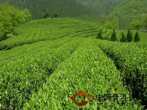 广州出台凉茶新标准 - 茶叶标准 - 普洱茶网,www.puercn.com