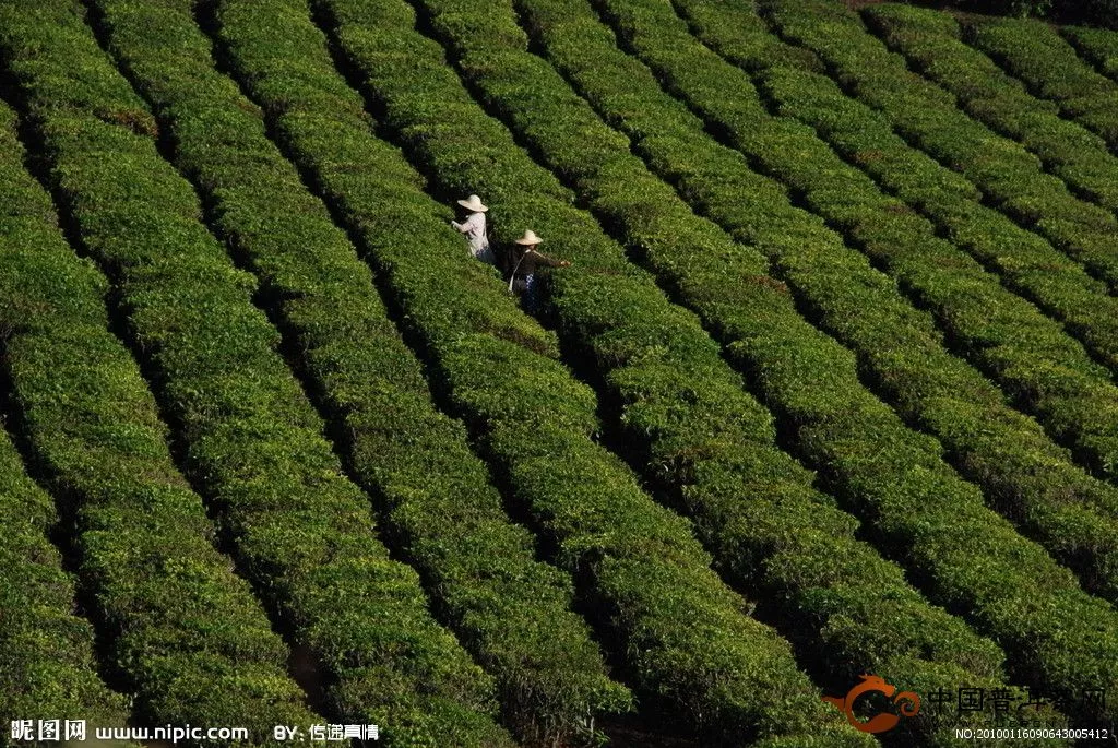 白茶的栽培技术浅谈 - 茶叶标准 - 普洱茶网,www.puercn.com