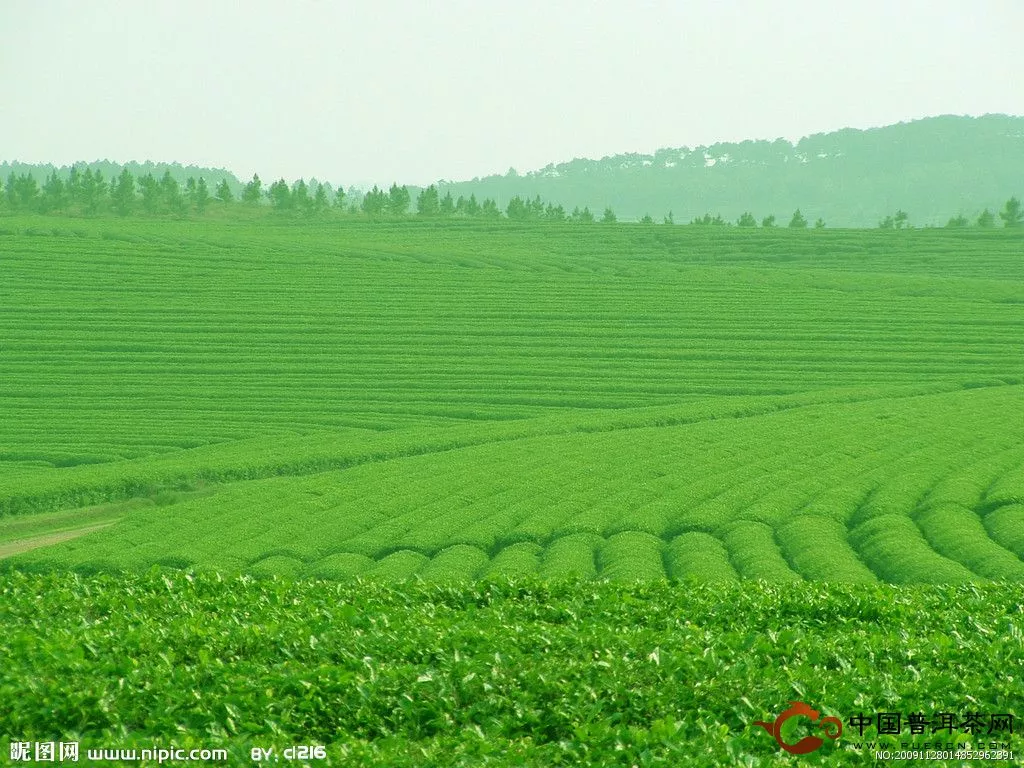 建立生态茶园，实现茶树害虫的持续控制 - 茶叶种植 - 普洱茶网,www.puercn.com