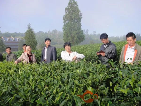 茶树新品种鉴评