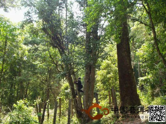 巴达山千年茶王树