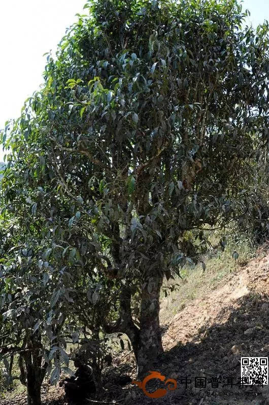 老曼峨茶王樹