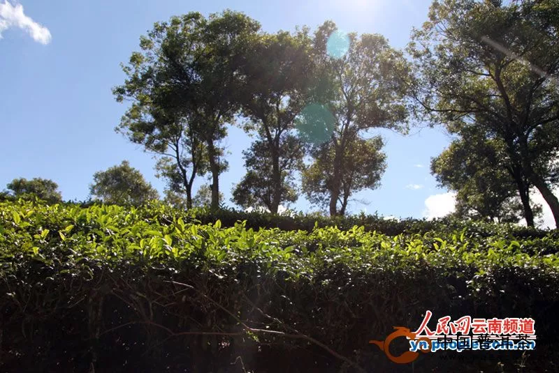 妙曼普洱的万亩茶园