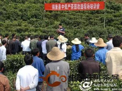 镇康县中低产茶园改造现场培训会