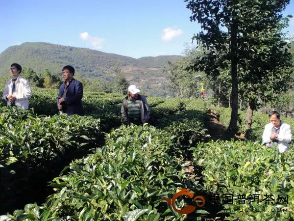 检查指导茶树品种区域试验工作