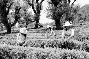 村民采摘生态茶