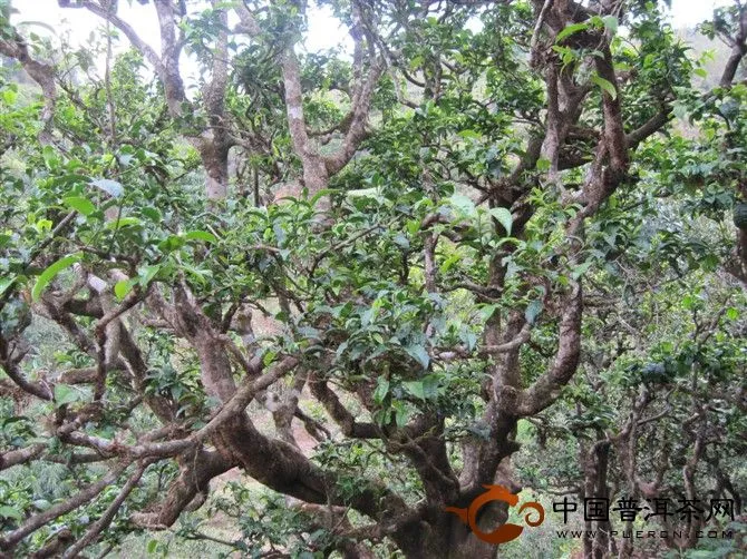 普洱茶古樹茶