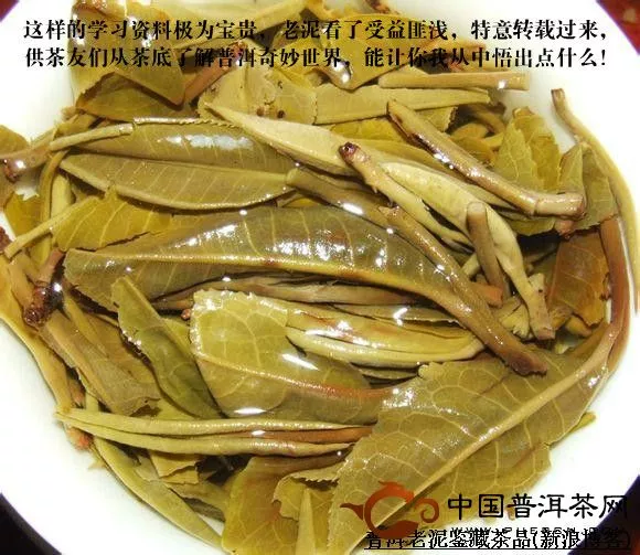 普洱茶頭春葉底