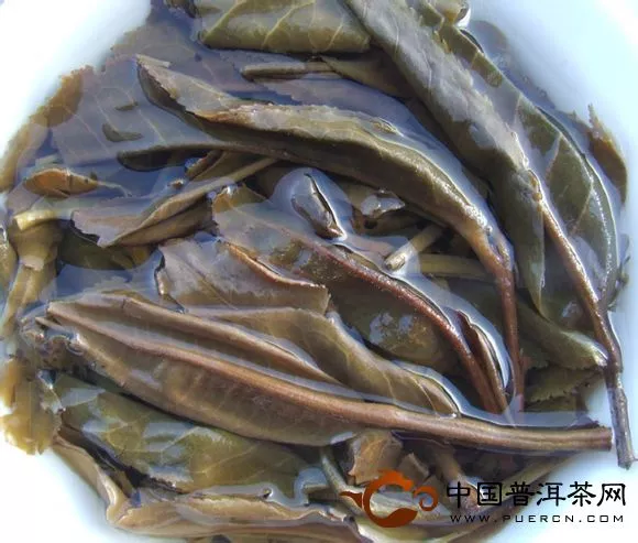 大樹料普洱茶葉底