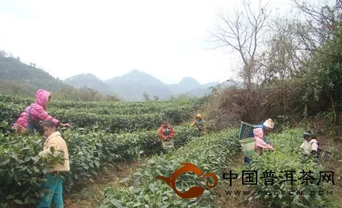 广南县2013年春茶